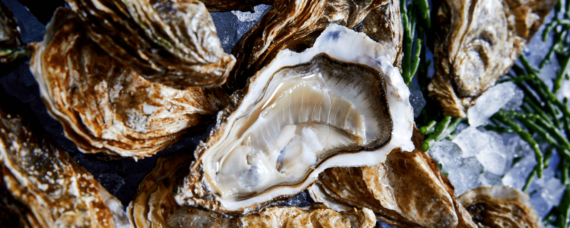 austern-min